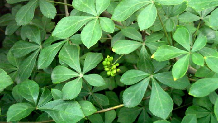 Không có ảnh